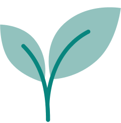 Illustration d'une plante verte